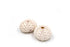 pale pink and white knobby sea urchin